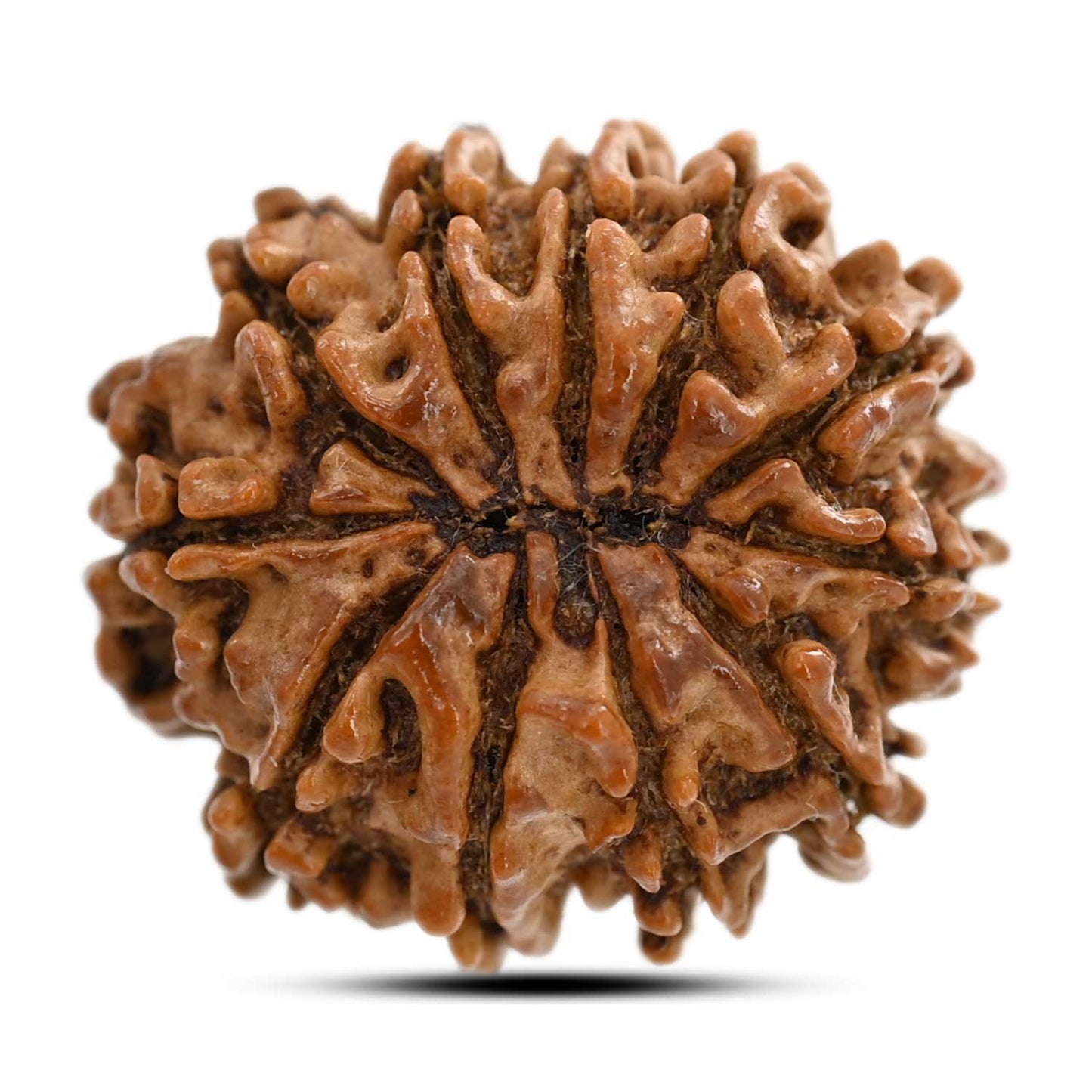 11 Mukhi Rudraksha (Nepal) 26.96 M.M.