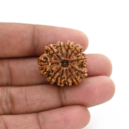 11 Mukhi Rudraksha (Nepal) 26.96 M.M.