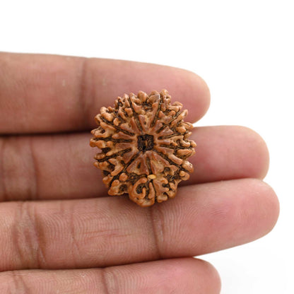 11 Mukhi Rudraksha (Nepal) 26.96 M.M.