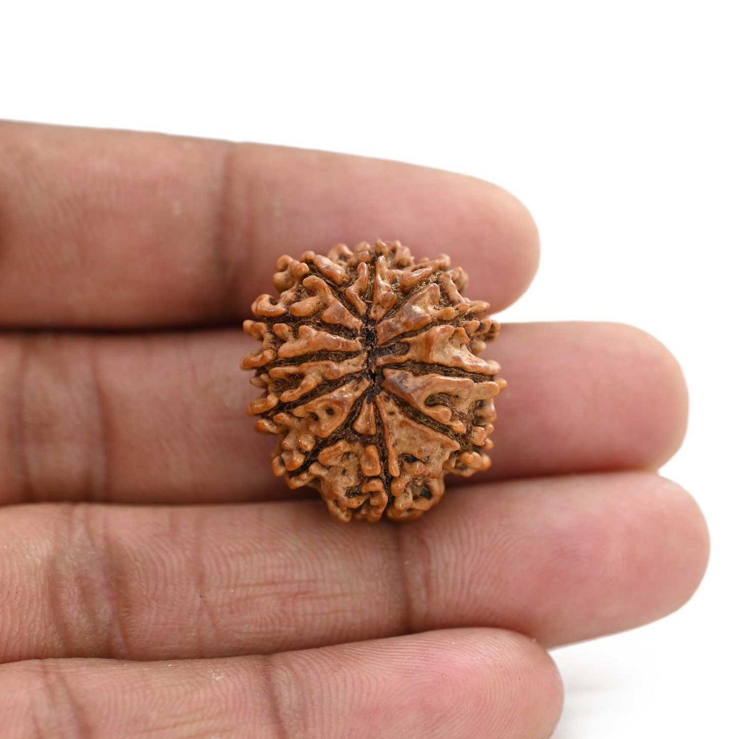 11 Mukhi Rudraksha (Nepal) 26.96 M.M.