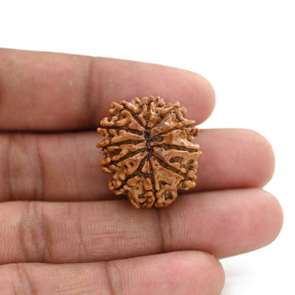 11 Mukhi Rudraksha (Nepal) 26.96 M.M.