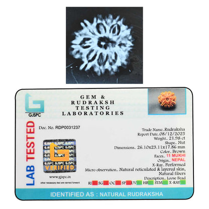 11 Mukhi Rudraksha (Nepal) 26.96 M.M.