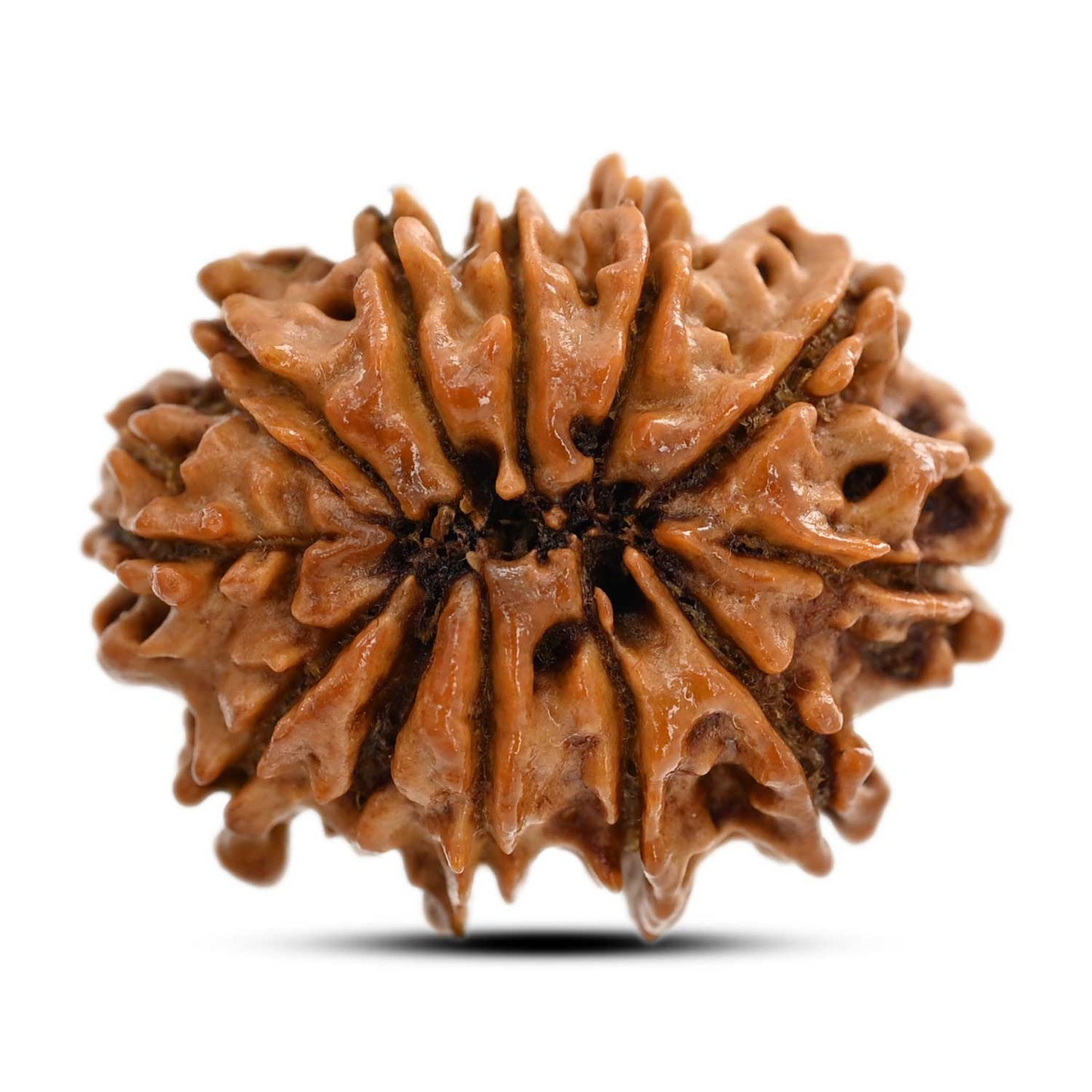 11 Mukhi Rudraksha (Nepal) 21.55 M.M.