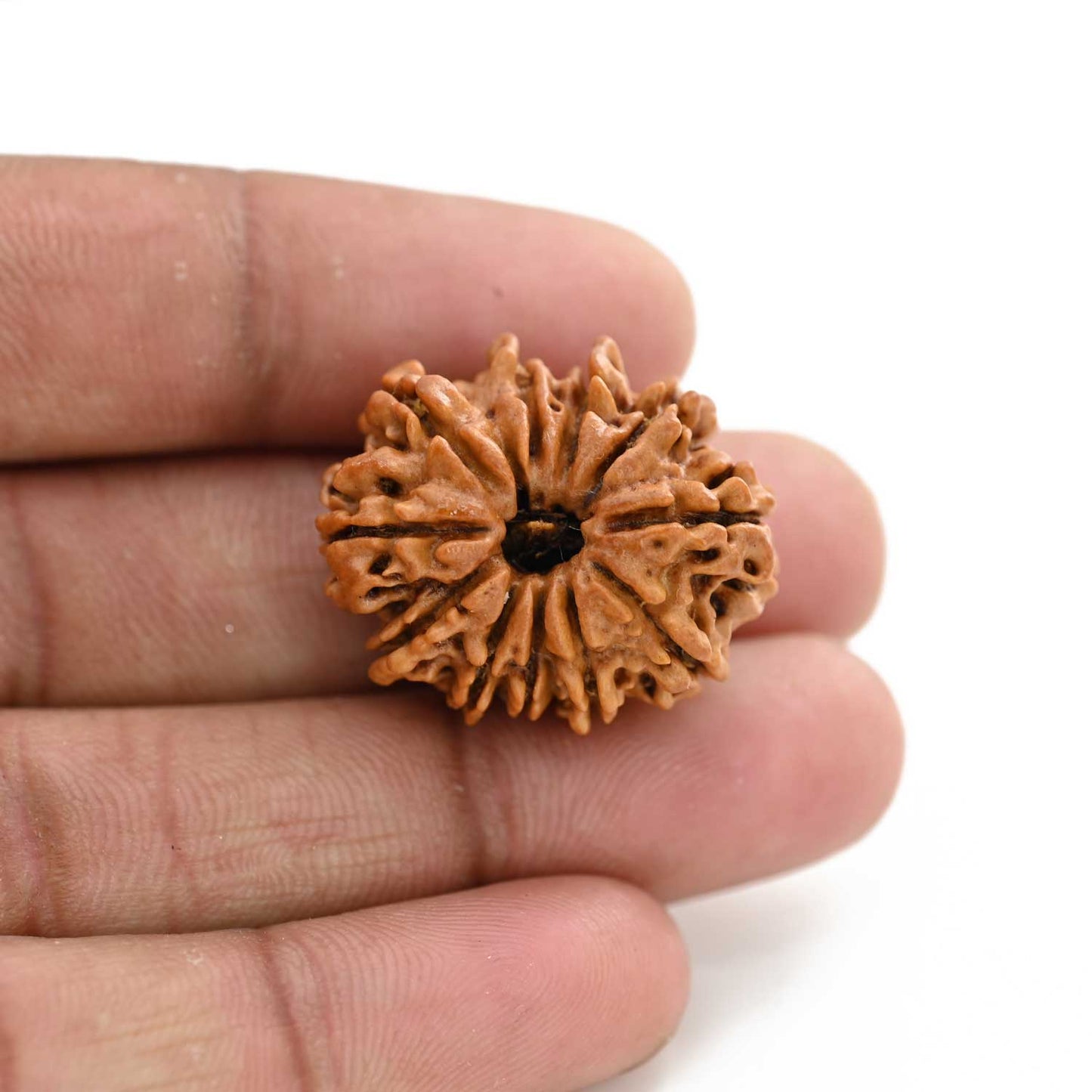 11 Mukhi Rudraksha (Nepal) 21.55 M.M.