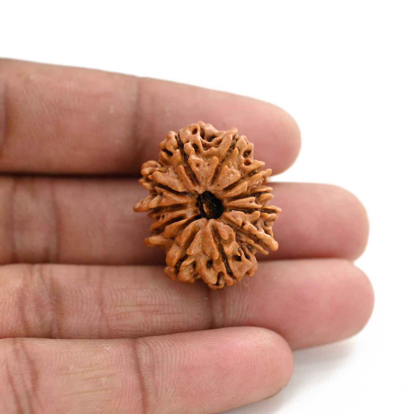 11 Mukhi Rudraksha (Nepal) 21.55 M.M.