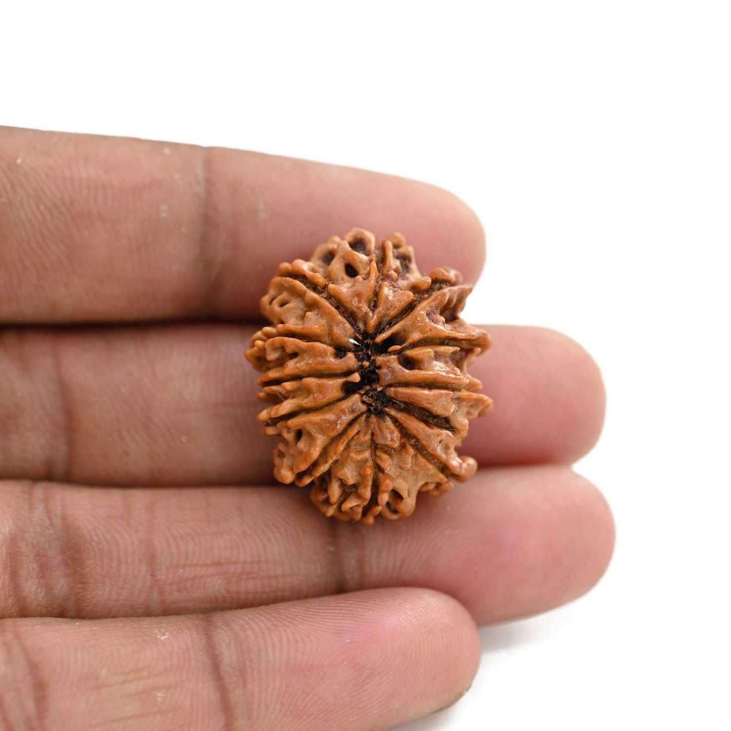 11 Mukhi Rudraksha (Nepal) 21.55 M.M.