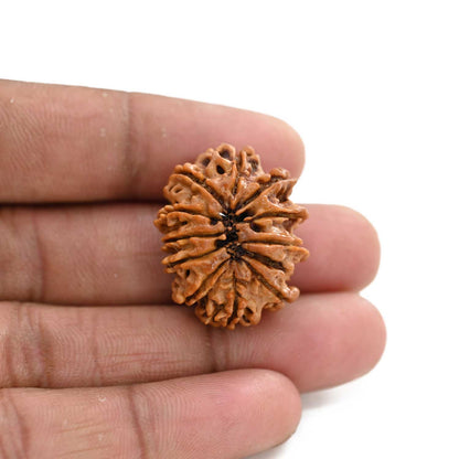 11 Mukhi Rudraksha (Nepal) 21.55 M.M.