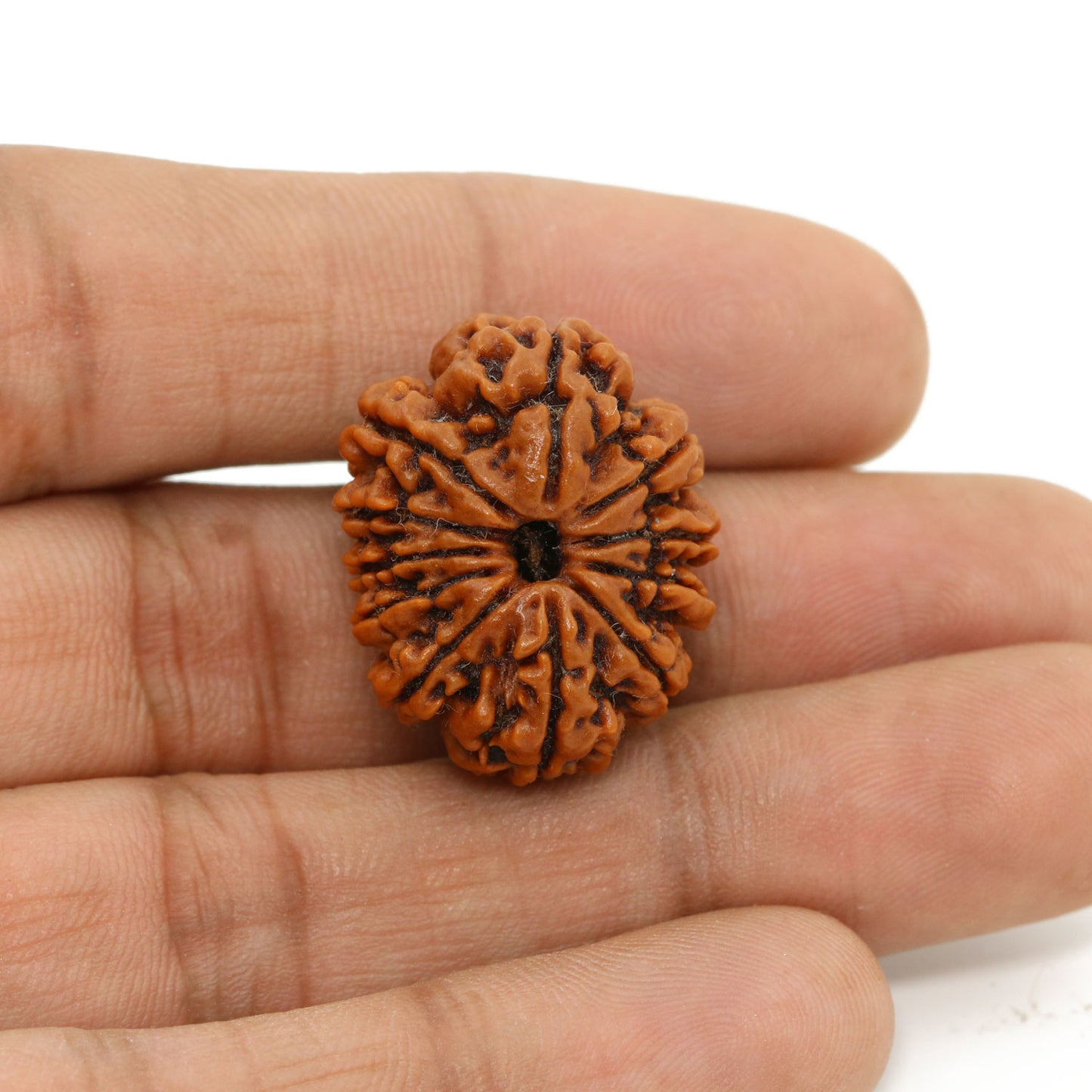 11 Mukhi Rudraksha (Nepal) 25.58 MM