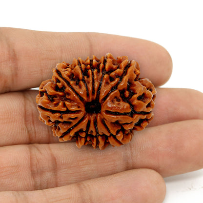 11 Mukhi Rudraksha (Nepal) 25.58 MM