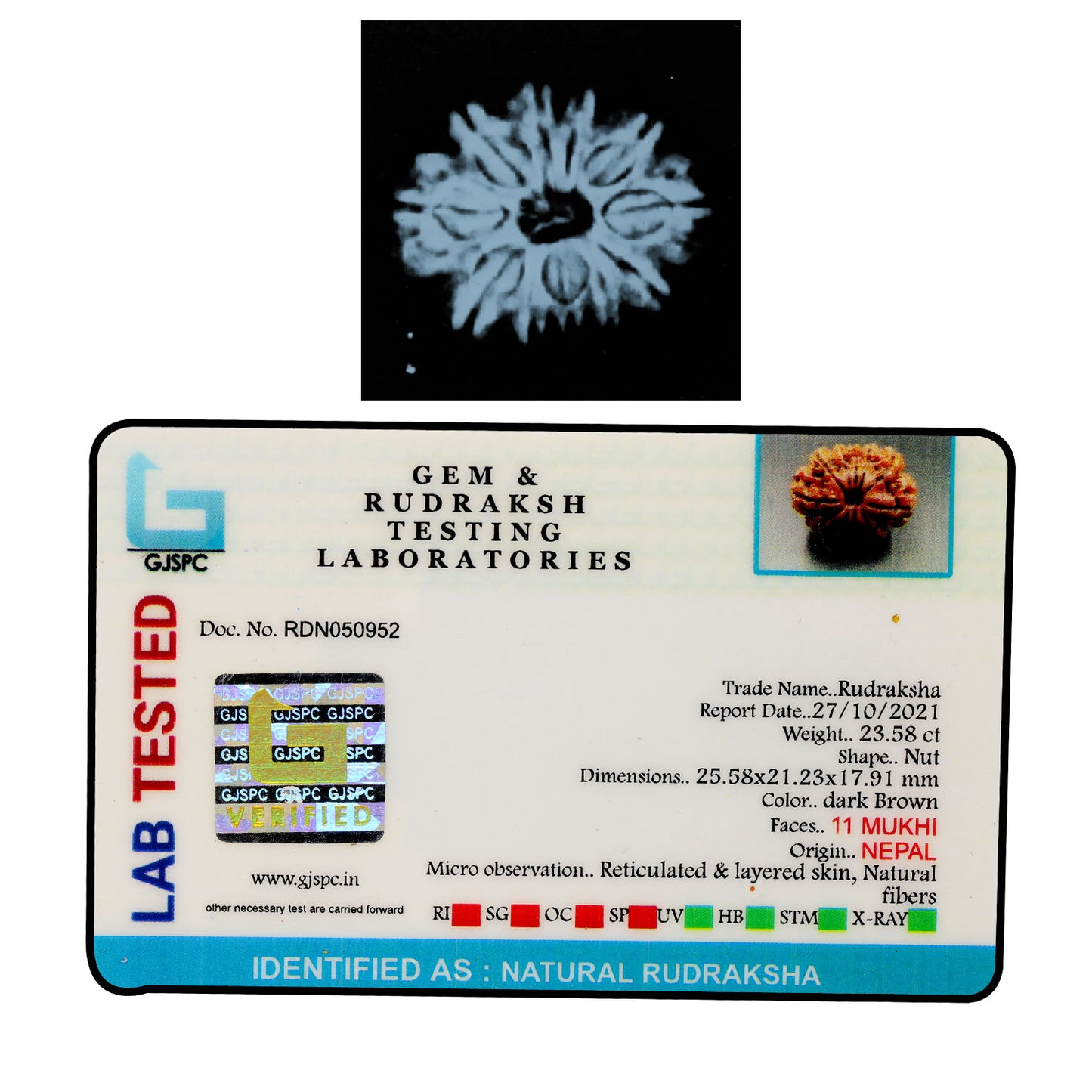 11 Mukhi Rudraksha (Nepal) 25.58 MM