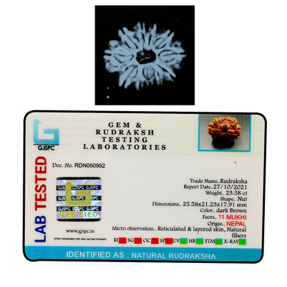 11 Mukhi Rudraksha (Nepal) 25.58 MM