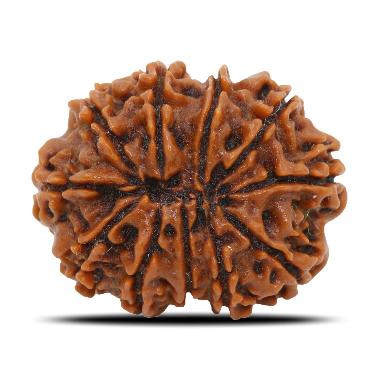 11 Mukhi Rudraksha (Nepal) 26.11 MM