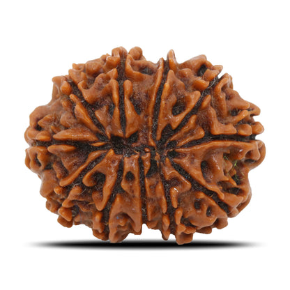 11 Mukhi Rudraksha (Nepal) 26.11 MM