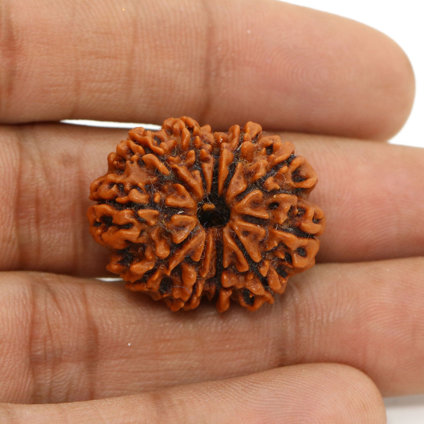 11 Mukhi Rudraksha (Nepal) 26.11 MM