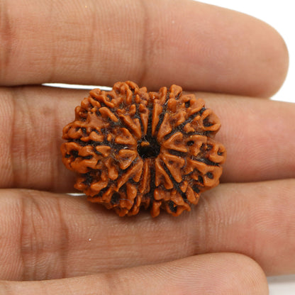 11 Mukhi Rudraksha (Nepal) 26.11 MM