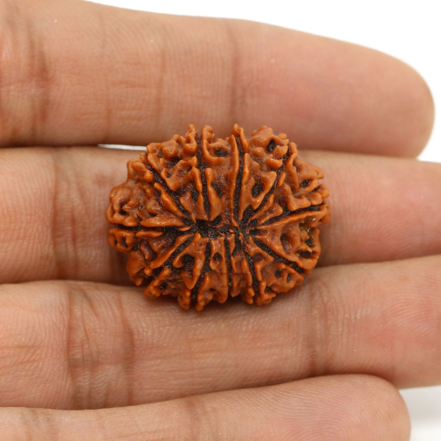 11 Mukhi Rudraksha (Nepal) 26.11 MM