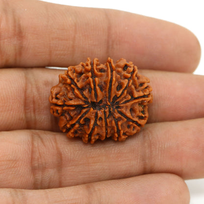 11 Mukhi Rudraksha (Nepal) 26.11 MM