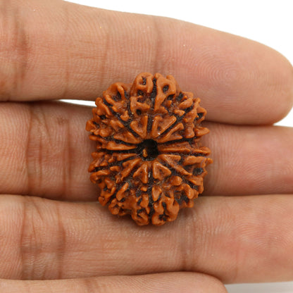11 Mukhi Rudraksha (Nepal) 26.11 MM