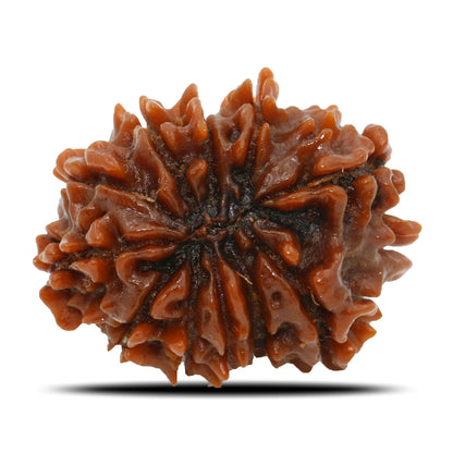 11 Mukhi Rudraksha (Nepal) 24.86 MM