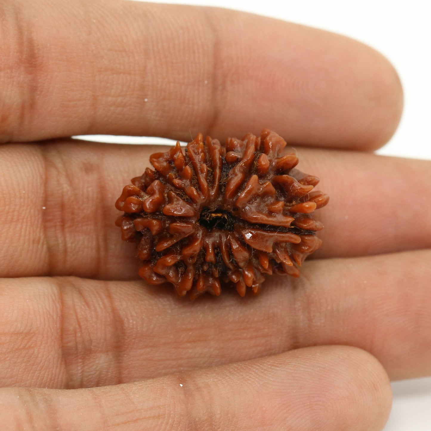 11 Mukhi Rudraksha (Nepal) 24.86 MM