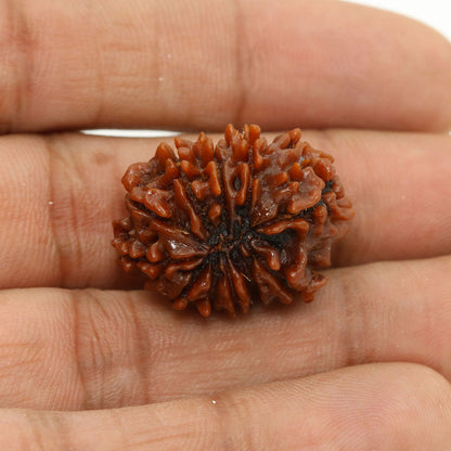 11 Mukhi Rudraksha (Nepal) 24.86 MM