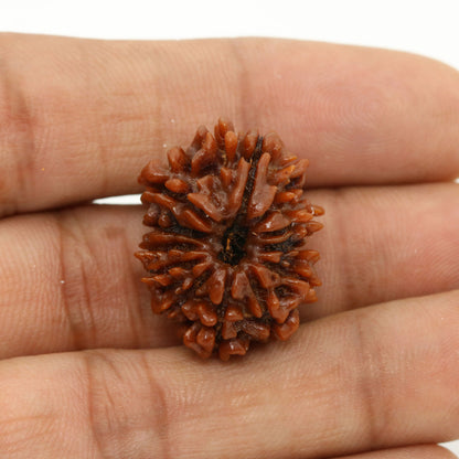 11 Mukhi Rudraksha (Nepal) 24.86 MM