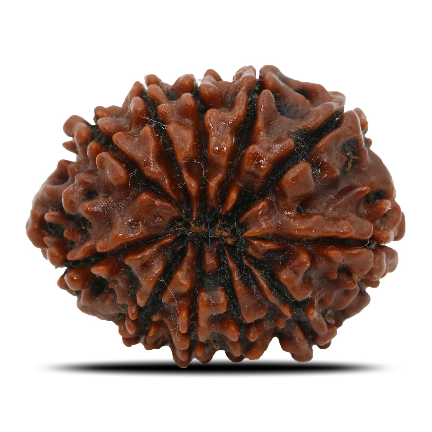 11 Mukhi Rudraksha (Nepal) 25.99 MM