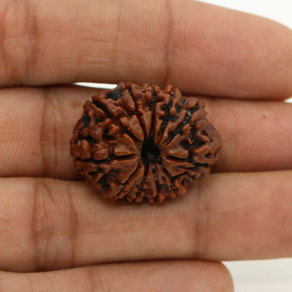 11 Mukhi Rudraksha (Nepal) 25.99 MM