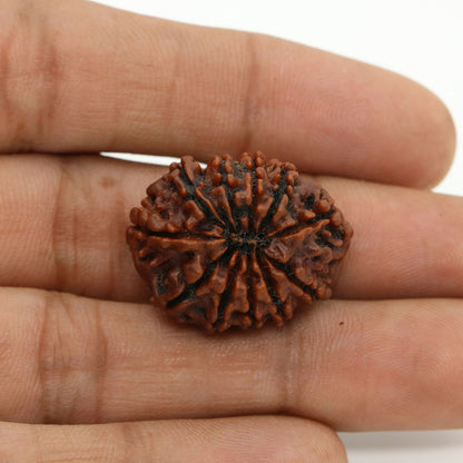 11 Mukhi Rudraksha (Nepal) 25.99 MM