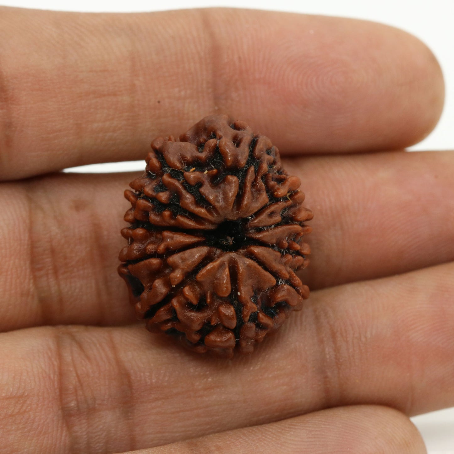 11 Mukhi Rudraksha (Nepal) 25.99 MM