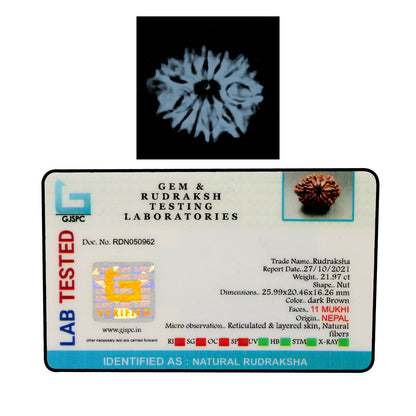 11 Mukhi Rudraksha (Nepal) 25.99 MM