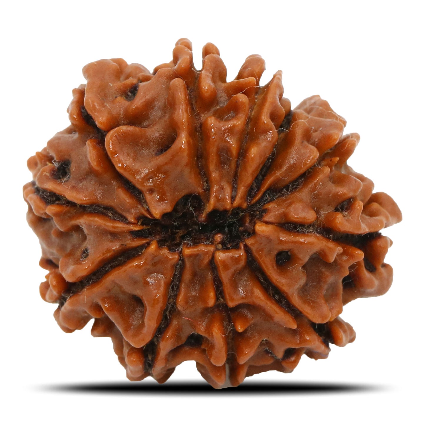 11 Mukhi Rudraksha (Nepal) 23.77 MM