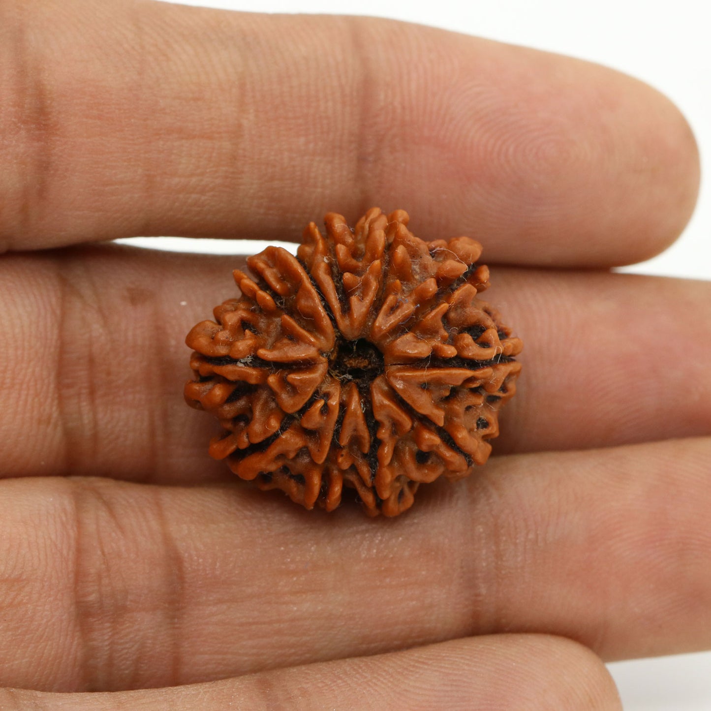 11 Mukhi Rudraksha (Nepal) 23.77 MM
