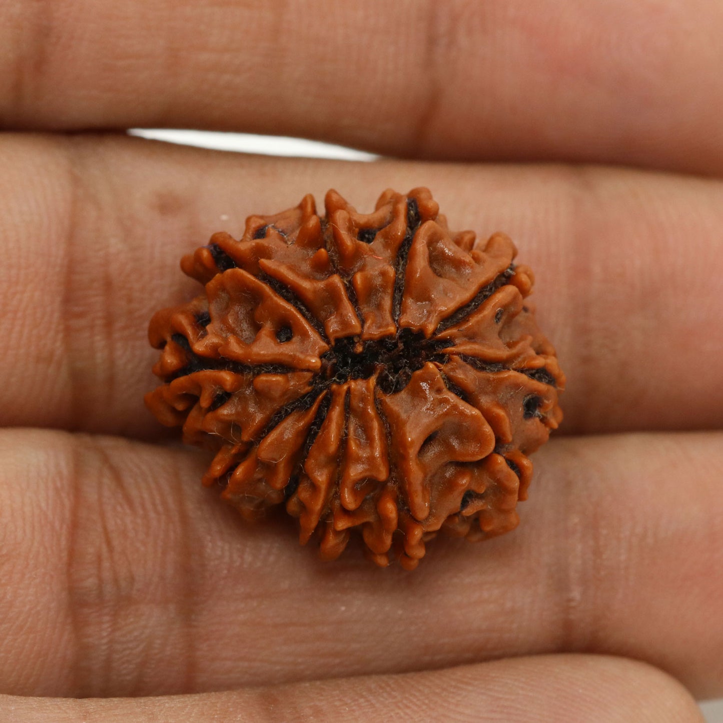 11 Mukhi Rudraksha (Nepal) 23.77 MM