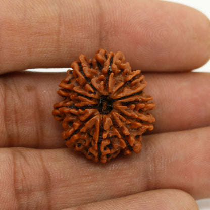 11 Mukhi Rudraksha (Nepal) 23.77 MM