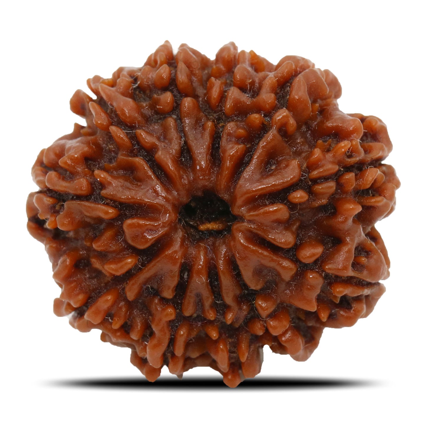 11 Mukhi Rudraksha (Nepal) 24.67 MM