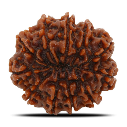 11 Mukhi Rudraksha (Nepal) 24.67 MM
