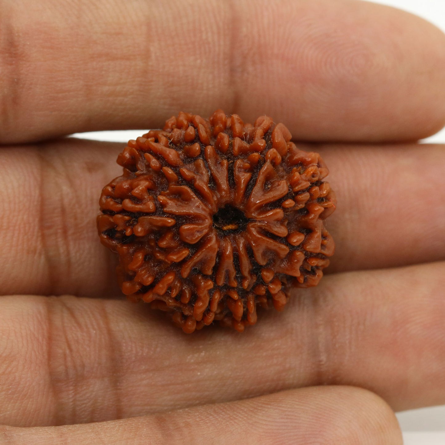 11 Mukhi Rudraksha (Nepal) 24.67 MM