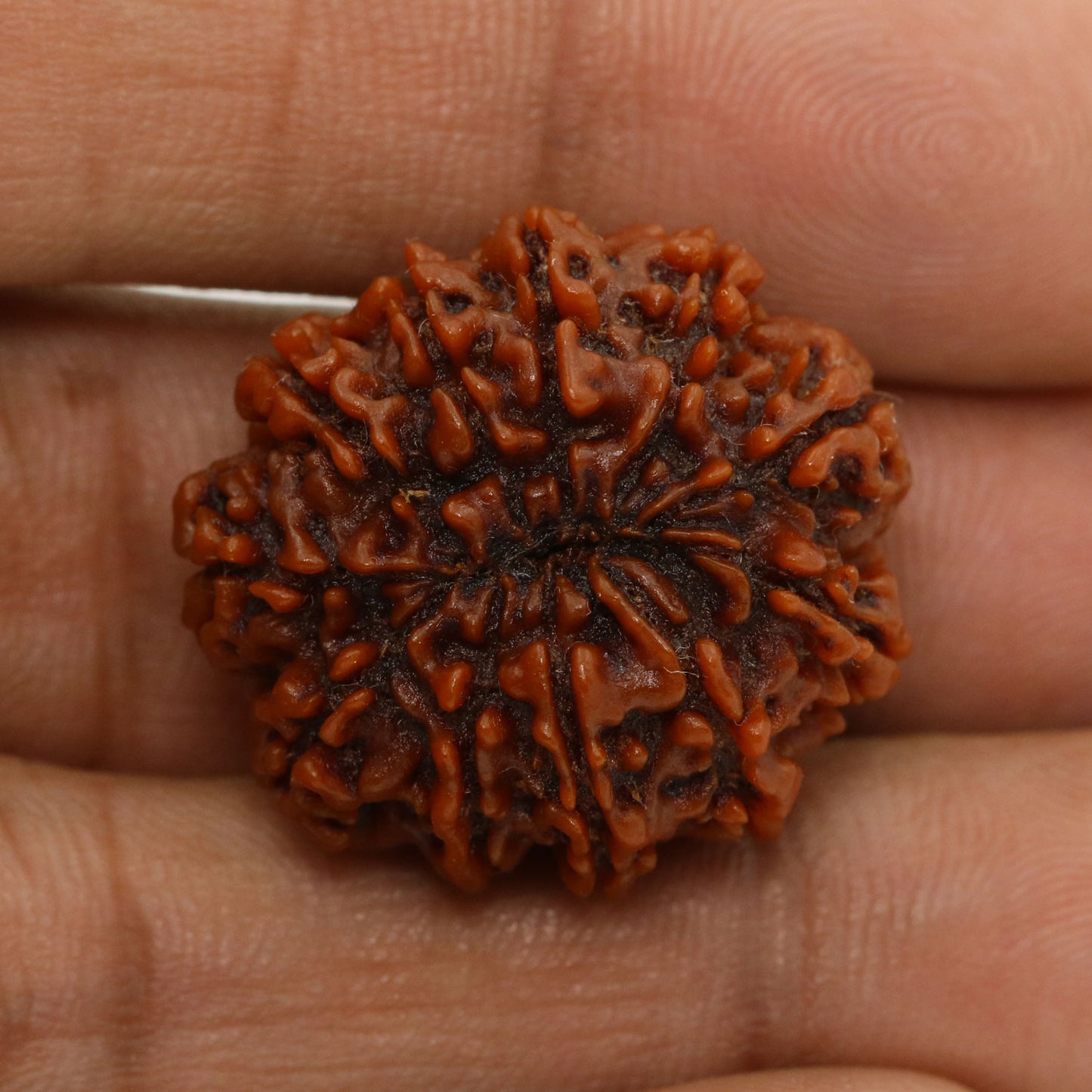 11 Mukhi Rudraksha (Nepal) 24.67 MM