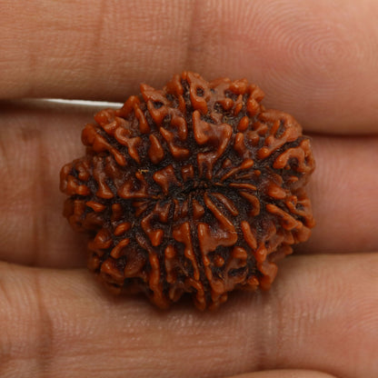 11 Mukhi Rudraksha (Nepal) 24.67 MM