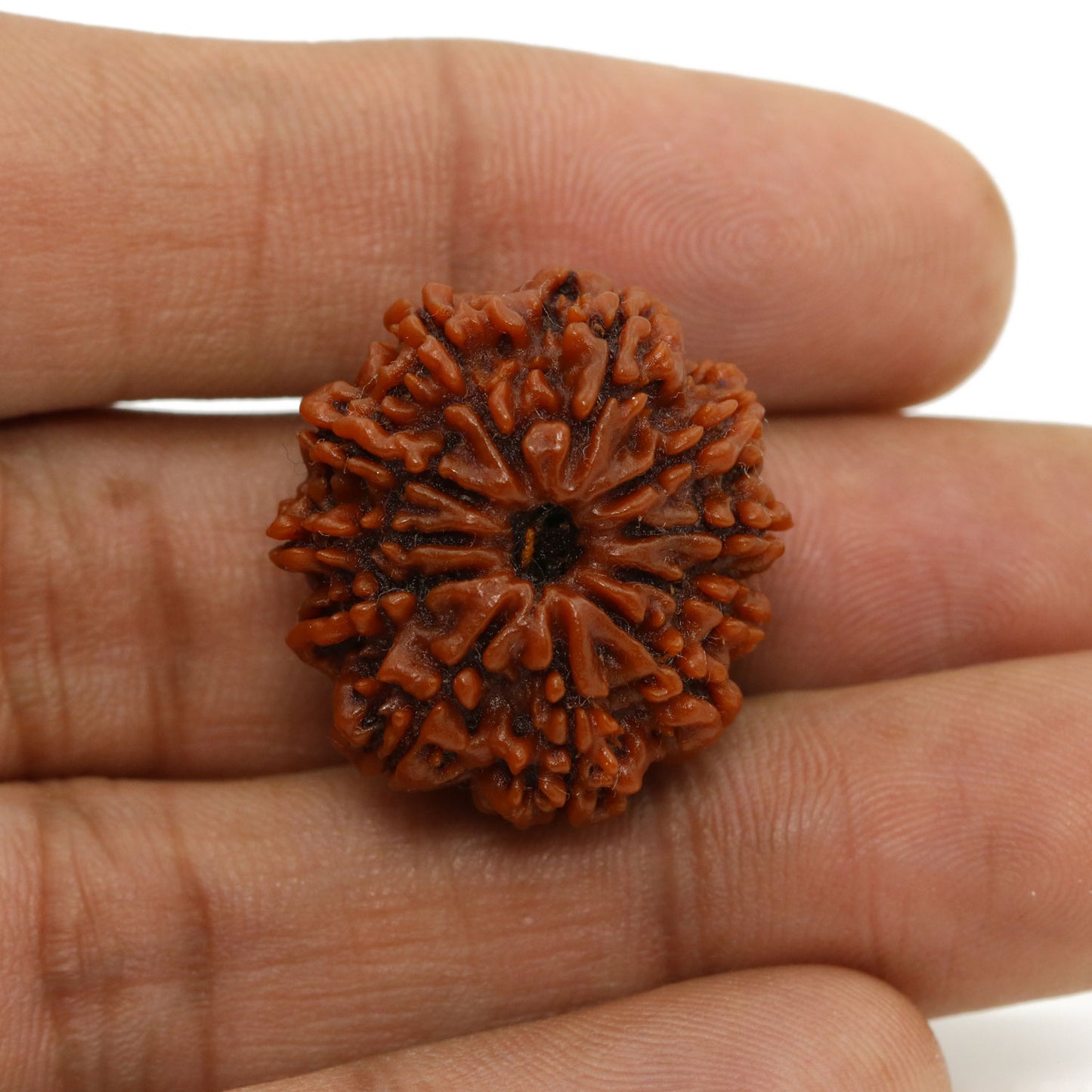 11 Mukhi Rudraksha (Nepal) 24.67 MM