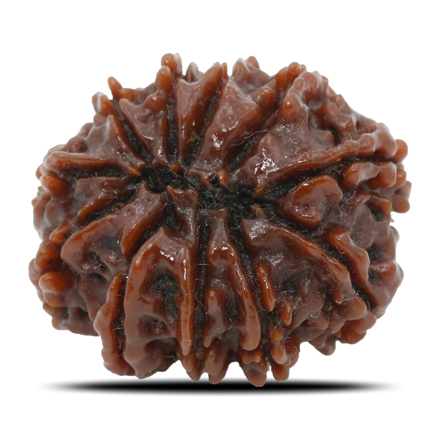 11 Mukhi Rudraksha (Nepal) 24.58 MM