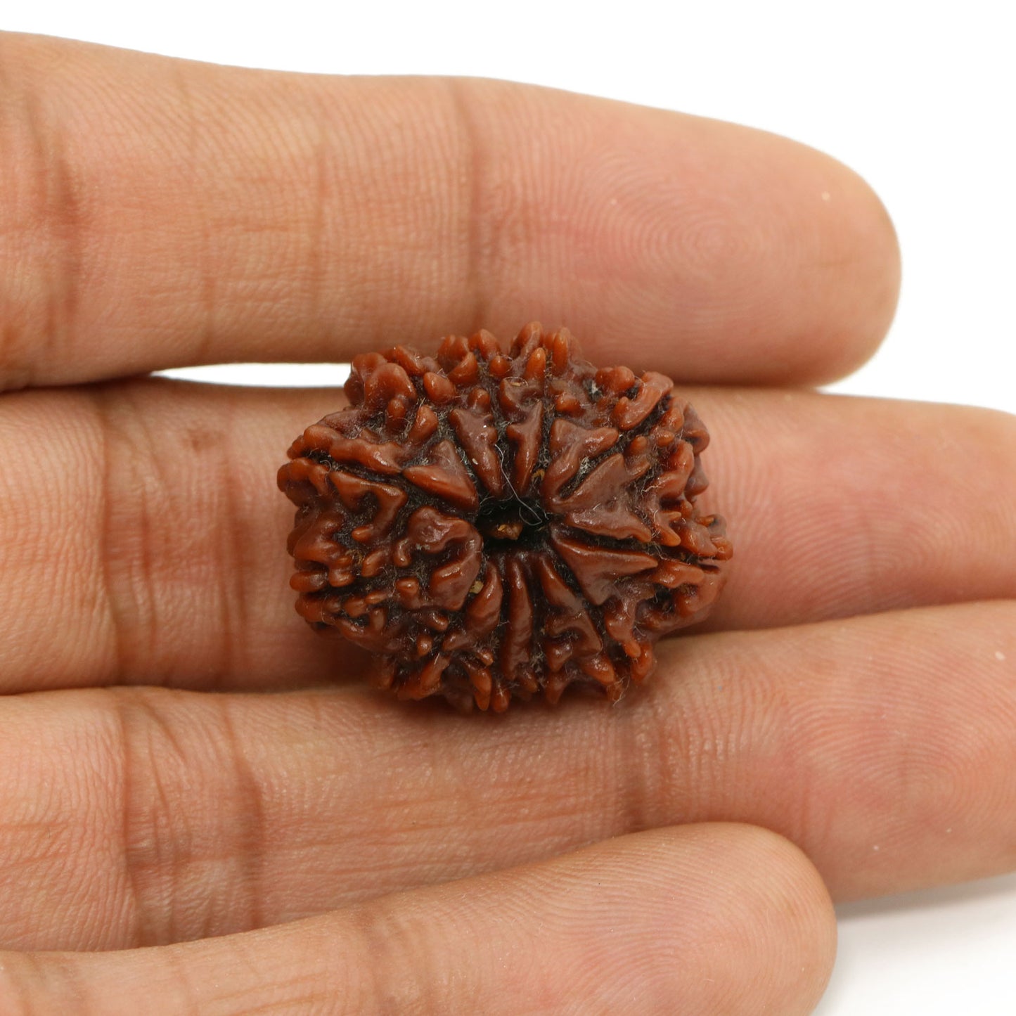 11 Mukhi Rudraksha (Nepal) 24.58 MM