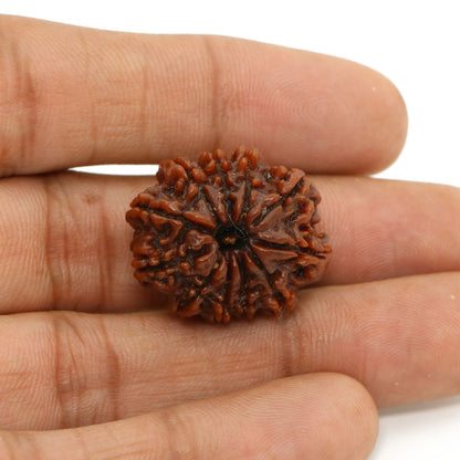 11 Mukhi Rudraksha (Nepal) 24.58 MM