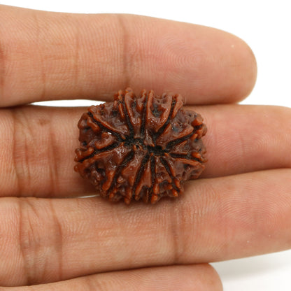 11 Mukhi Rudraksha (Nepal) 24.58 MM