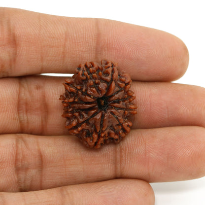 11 Mukhi Rudraksha (Nepal) 24.58 MM