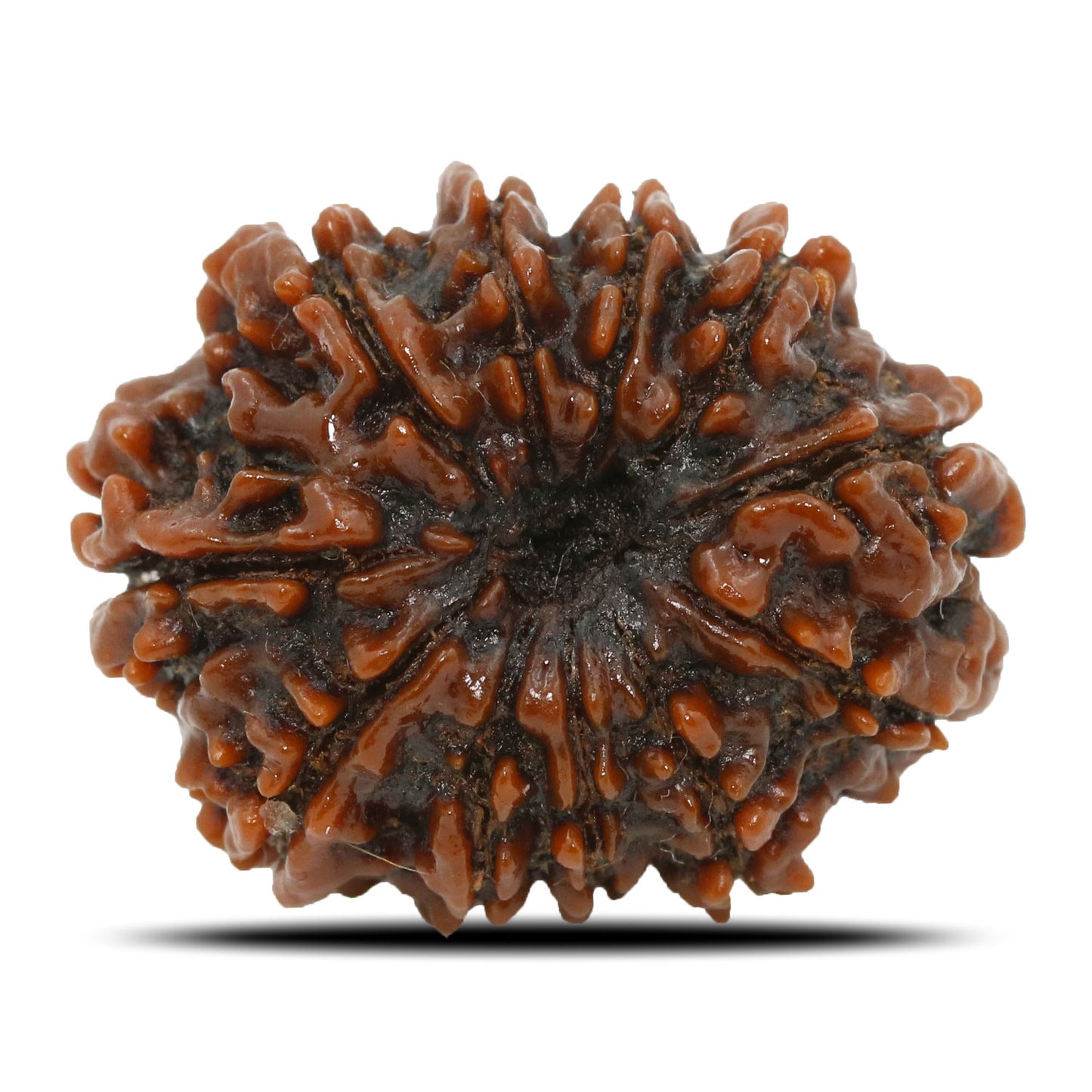11 Mukhi Rudraksha (Nepal) 24.13 MM