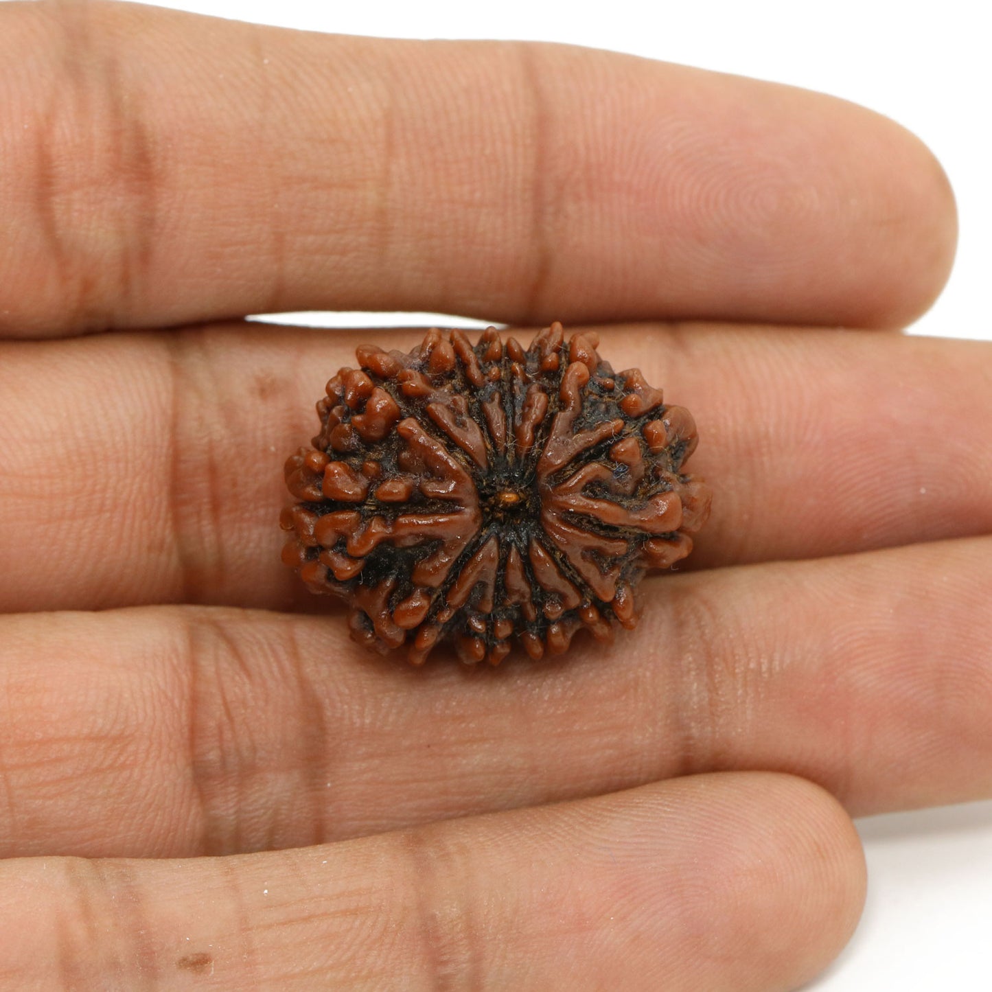 11 Mukhi Rudraksha (Nepal) 24.13 MM
