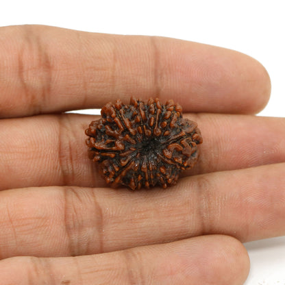 11 Mukhi Rudraksha (Nepal) 24.13 MM