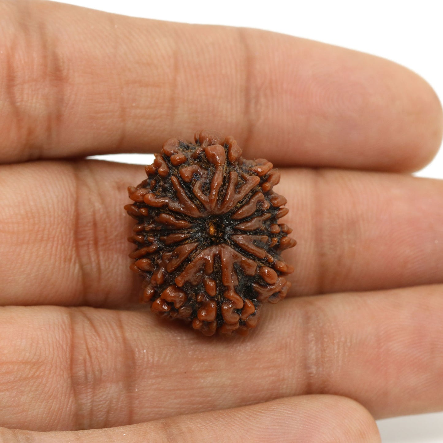 11 Mukhi Rudraksha (Nepal) 24.13 MM